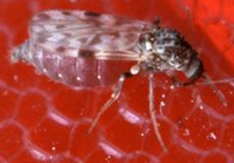 媒介生物　ヌカ蚊の画像