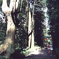 狭野杉の杉並木の写真