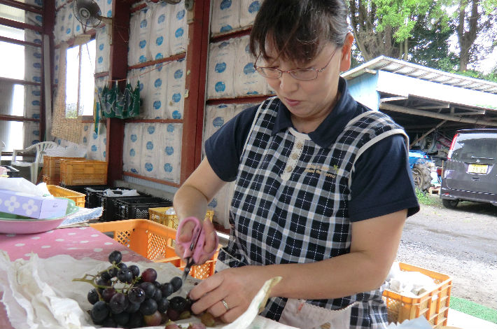 入佐果樹園　奥さん作業