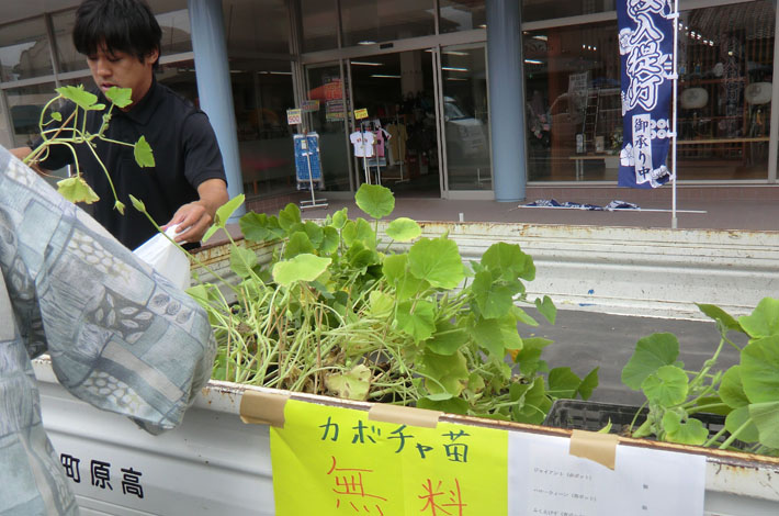 カボチャの苗の無料配布