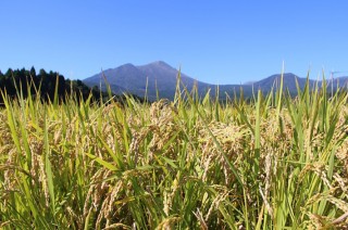 お米の種類と特徴について