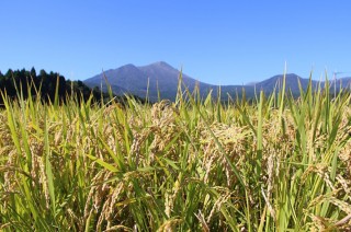 日本人の主食、お米がおいしくなる炊き方！