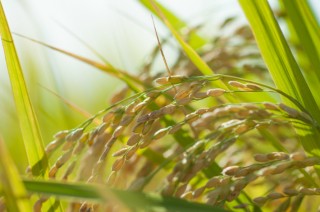 幻のお米「献上米」で至福の食卓に！