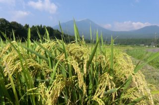 できる限り農薬の使用を抑えて作るお米～特別栽培米とは～の写真