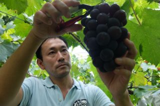 ふるさと納税で選びたい！高原町のとっても甘～いぶどうの写真