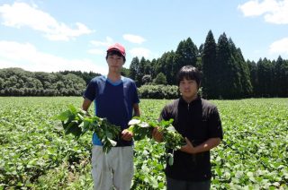 ふるさと納税でも大人気!甘みと香りが自慢の国産枝豆の写真